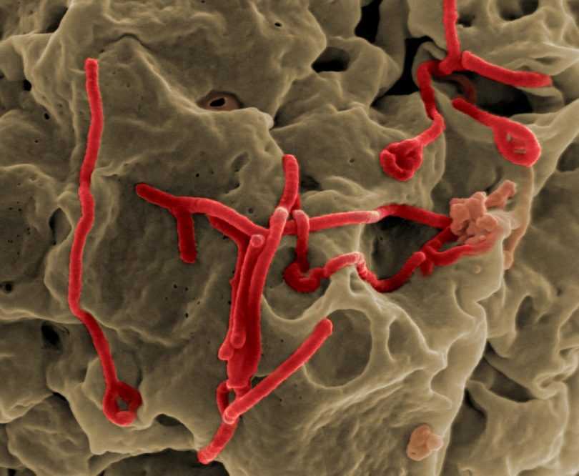 Perseverance of Ebola virus found in rhesus monkeys