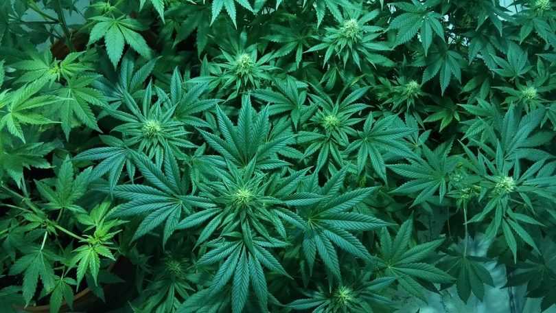 Marijuana increases risk of death from hypertension