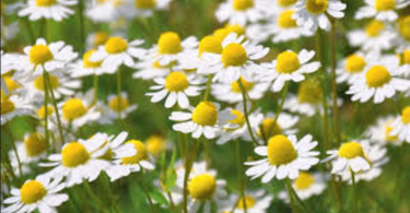 Chamomile helps in slow ageing and soothing an upset stomach