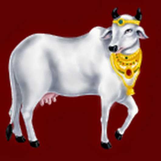 Vasubaras 2017: Govatsa dwadashi significance and method