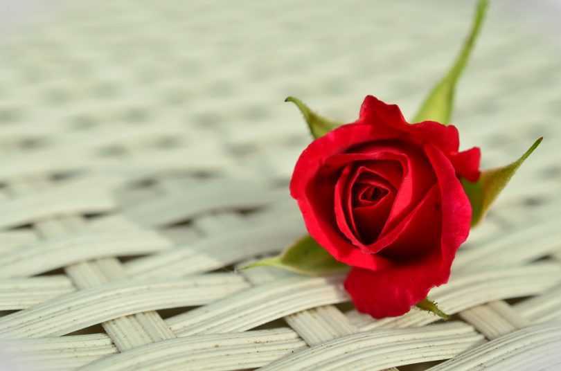 Happy Rose Day 2018: Wishes, Images for your loved ones
