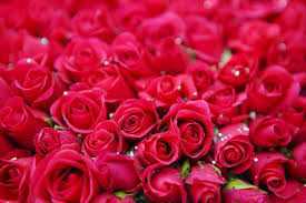 Rose day February 7 a beginning of Valentine Day