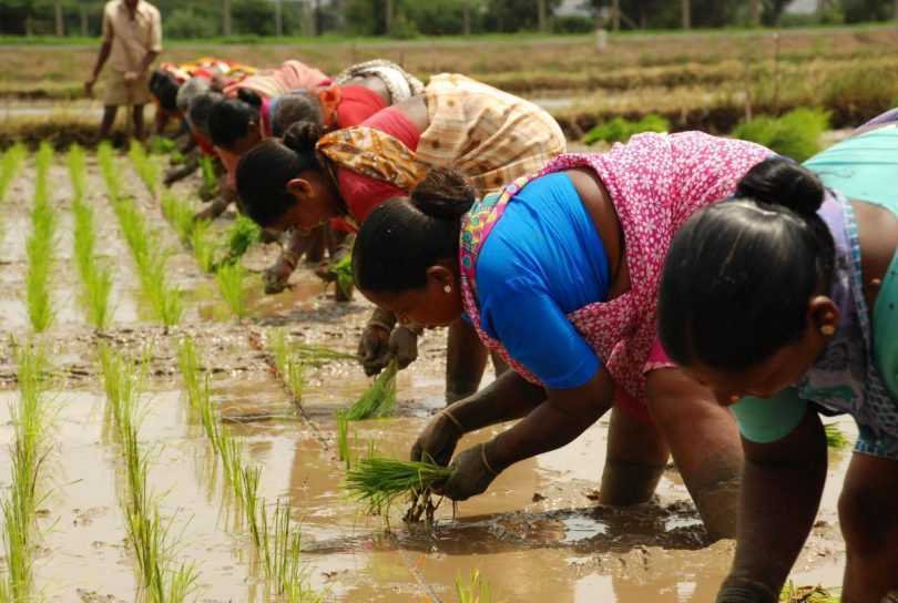 Cabinet approved new MSP for Kharif Crops, increased 50% MSP